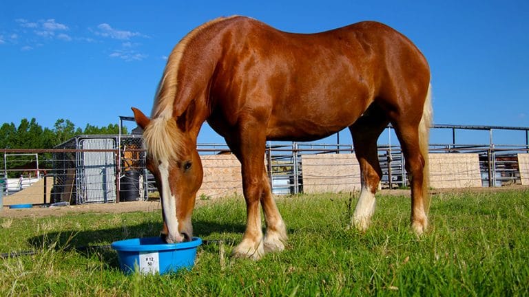 Equine Vitalix Developer Tub ~ Clarify ~ 50 Pound